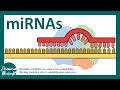 Micro RNA What Is MicroRNA MiRNA How MiRNAs Work How MiRNAs Are Detected Experimentally