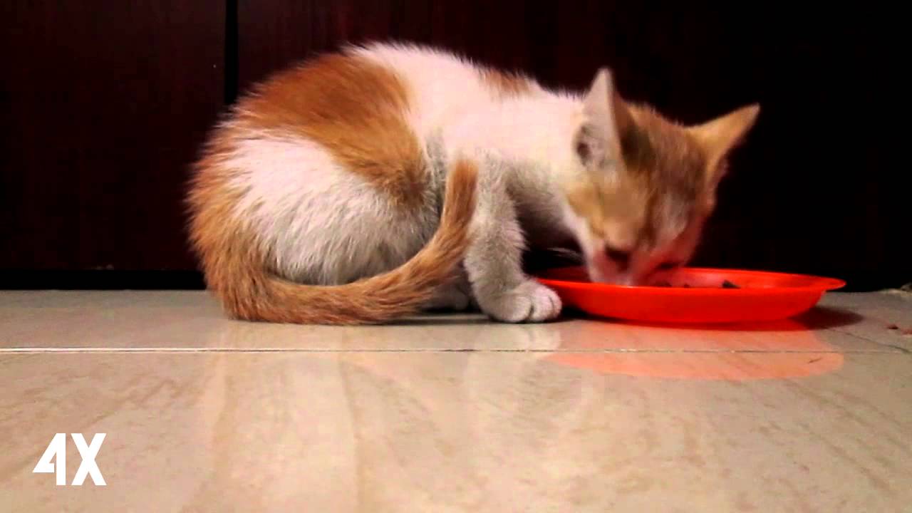 Watch video WHISKAS JUNIOR TUNA TASTE TEST BY OUR KITTEN! Now WHISKAS JUNIOR TUNA TASTE TEST BY OUR KITTEN!