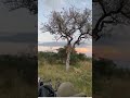 Leopard Fights off Lion in Tree. Watch full video on our Channel!🔥