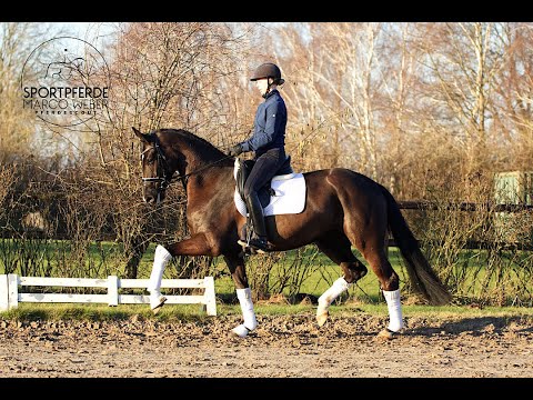 Stute von Secret *2019