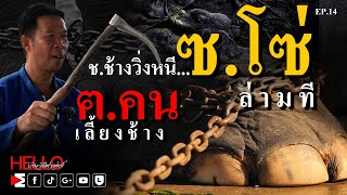 ฅ.คนเลี้ยงช้าง ประวัติศาสตร์วิธีการเลี้ยงช้าง 4,000 ปี !? Hello ประวัติศาสตร์ EP.14