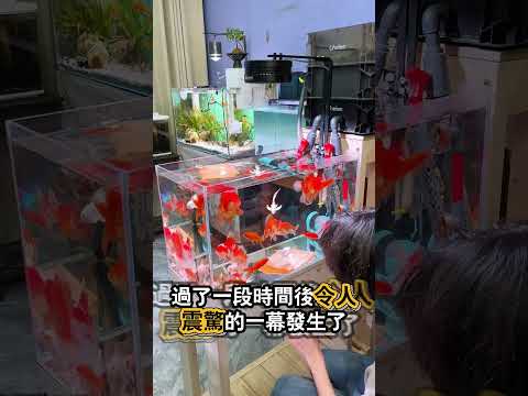 一片被遺忘的吸色片，幫魚缸完成了一次「換水」