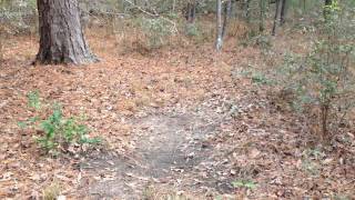 preview picture of video 'Sam Houston National Forest - Deer Hunting - Dec 31 2014'