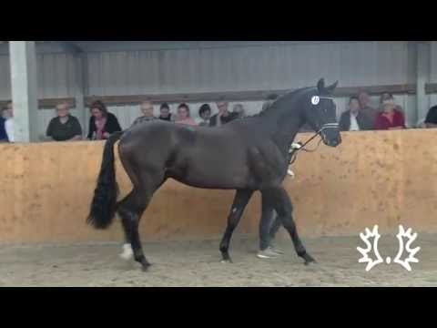 TR085 Trakehner Hengst von Schwarzgold - Herzruf - King Arthur