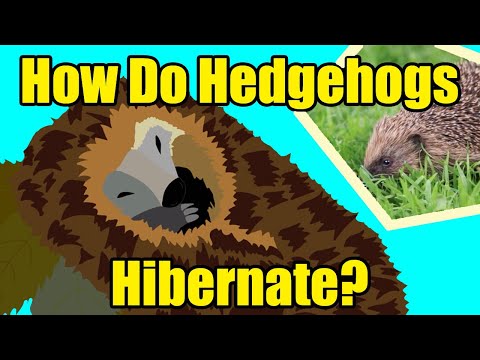 HOW DO HEDGEHOGS HIBERNATE?