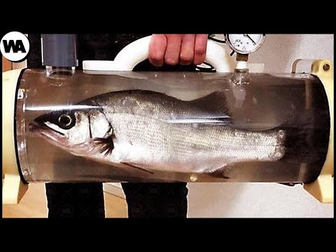 This is how fish die naturally