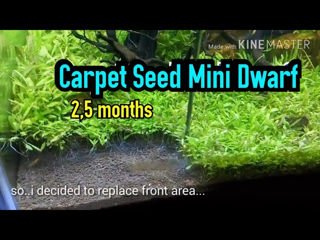 2,5 months Carpet Seed Mini Dwarf - aquascape