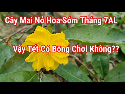 Why Apricot Tree Blooms Early in July, Causes And How To Fix It.