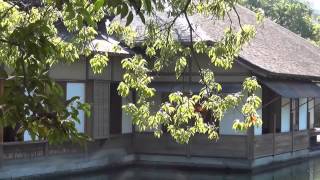 preview picture of video 'A walk in Yokokan Garden in Fukui　福井の養浩館庭園に行ってみました'
