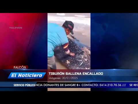 Tiburón ballena encalló en playa de Falcón – El Noticiero emisión meridiana 30/01/25