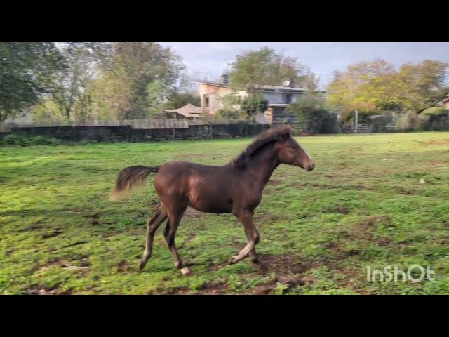 Colt New Forest For sale 2025 Dark Bay