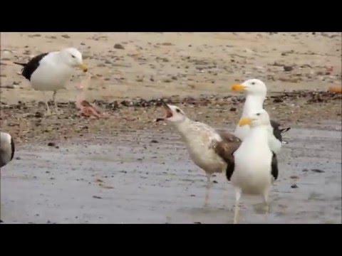 Fauna nativa uruguaya en la Costa de Oro, Canelones