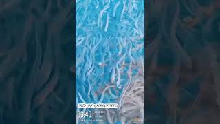 Cá 500 nằm nghỉ ngơi trên dòng nước