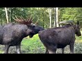 Takling Moose Cow Mating Season Soderasensalgpark6002
