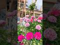 Best Things To Grow In Your Garden Gardening Shorts Flowers