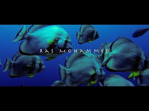 Ras Mohammed video by Pierluigi Leggeri
