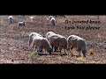 The Farmer's Prayer- with lyrics sung by Isla Grant
