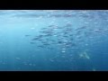 Dolphins And Sea Lions On A Baitball