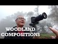 How I See Woodland Compositions : Photography