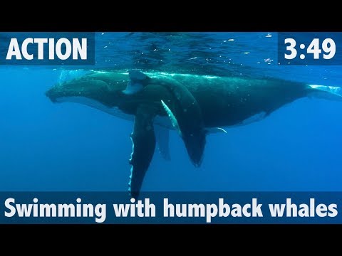 Swimming with Humpback Whales in Niue