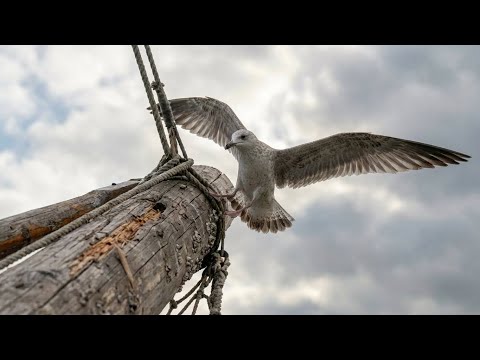 Прощай ладья