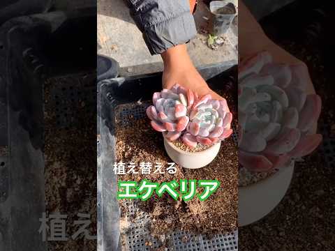 屋外の多肉植物を庭から直接鉢に植えて、美しい多肉植物を育てます。