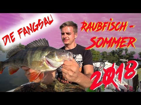 Raubfisch Sommer / Angeln auf Hecht, Zander, Wels und kapitale Barsche im Fluss / Die Fangsau