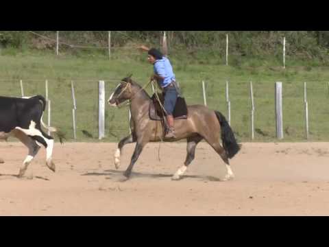 Lote 15 - Hispânica do Macanudo
