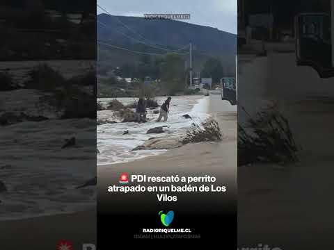 🐶 PDI rescató a perrito atrapado en un badén de Los Vilos #shorts #viralvideo