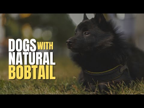 DOGS WITH NATURAL BEAUTIFUL BOBTAILS | BOBTAIL DOGS | CATTLE SHEEPDOGS | ACTIVE DOGS 2022 |