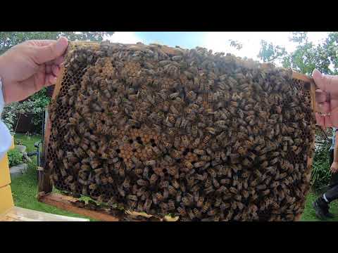 45 Hjälp! Drottningceller i avläggaren.