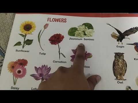 Learn with Shatakshi - Flowers name in english #learnenglish #flowersnameinenglish #flowersname
