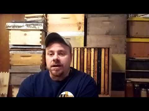 Why Bees Abscond And Some Tips to Prevent It...