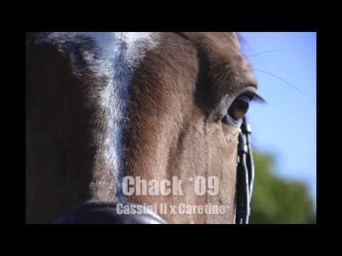 5j. Holsteiner Wallach v. Cassini II - Caretino (Springen) zu verkaufen/ for sale