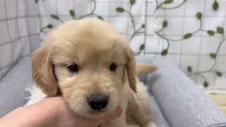 ゴールデンレトリバーの動画01