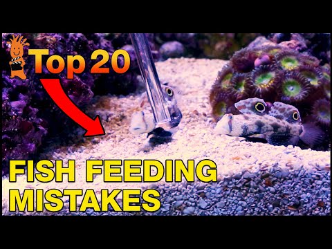 Choose the right fish foods for your saltwater tank and don't make these Top Fish Feeding Mistakes.