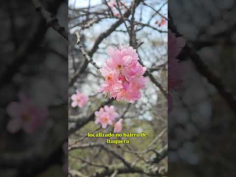 45ª festa da cerejeira em SP #motorhome #cerejeiras