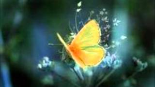 TAHITI 80　"Yellow Butterfly"