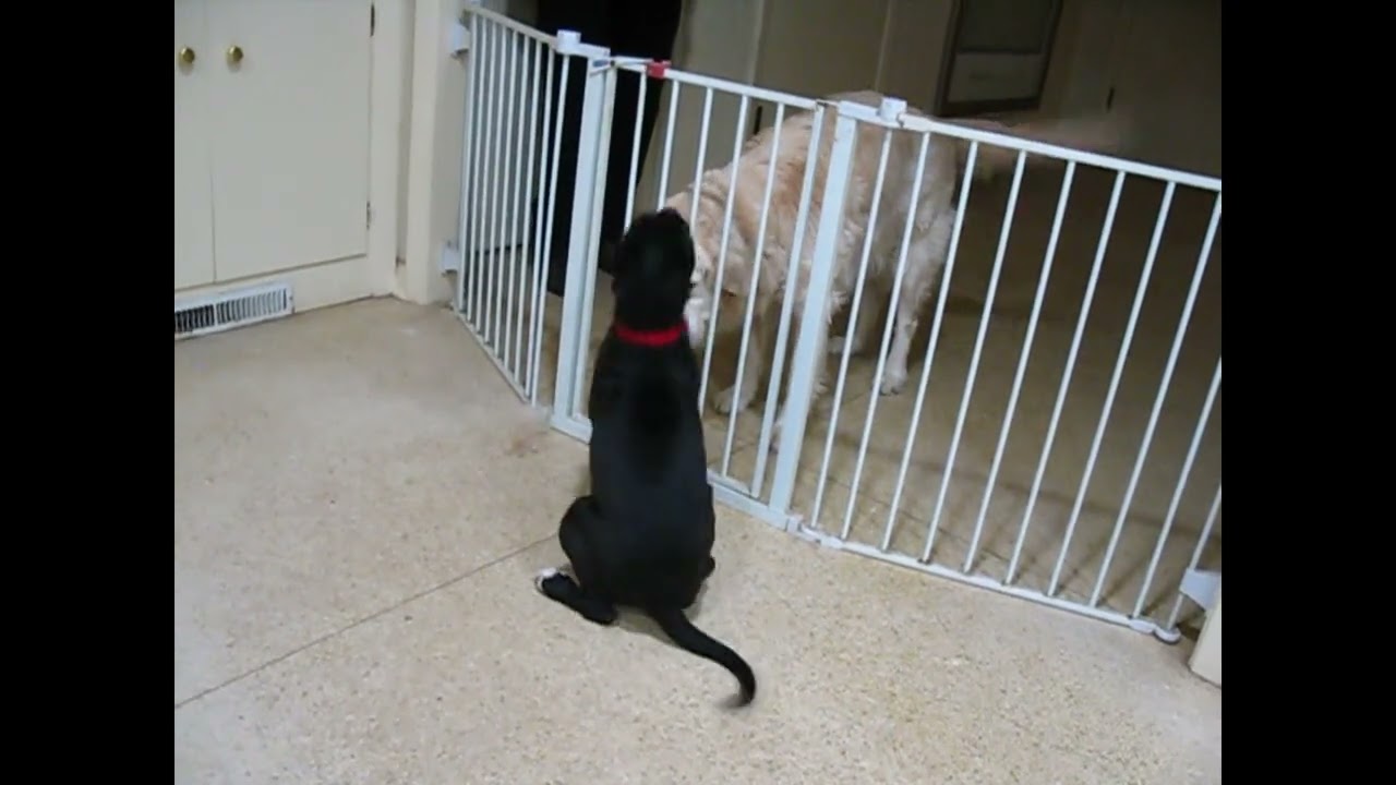 Enlarge Trina, a ADOPTABLE mixed breed in White Plains, NY video 5/5