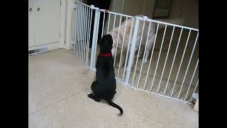 Video preview image #1 Mutt Puppy For Sale in Germanton, TN, USA