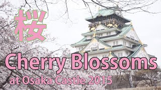 preview picture of video 'Japan Travel: Cherry Blossom Viewing: Sakura: Japan travel Guide in Osaka'
