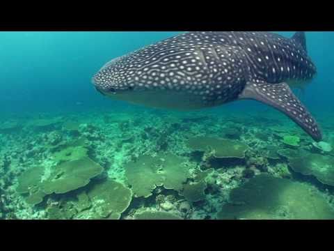 Vilamendhoo, Vilamendhoo,Malediven