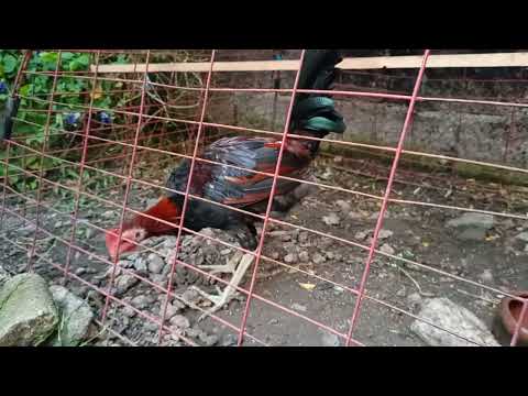 Billy Ruble Hatch 4 months old straight comb Green legged ( Unlimited feet)