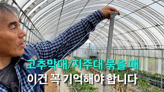 고추막대/지주대 묶을 때 이건 꼭 기억해야 합니다