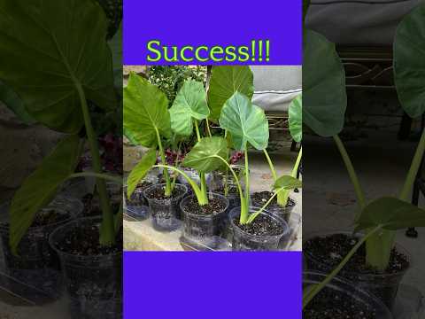 Triple Your Elephant Ear Bulbs By Cutting Them