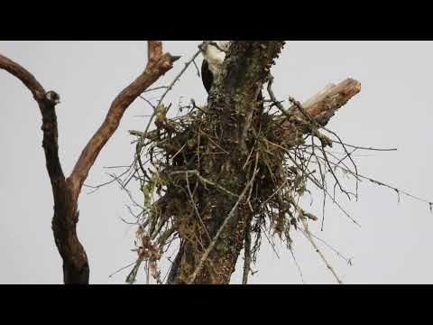 Osprey building a nest