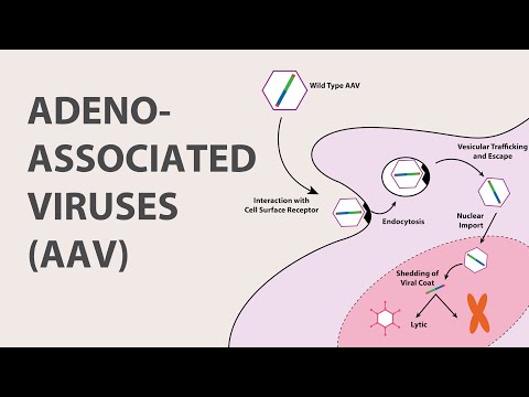 1) Adeno Associated Virus (AAV) - An Introduction Video