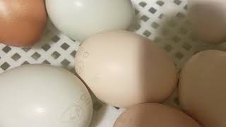 First signs of hatching chicks, day 20