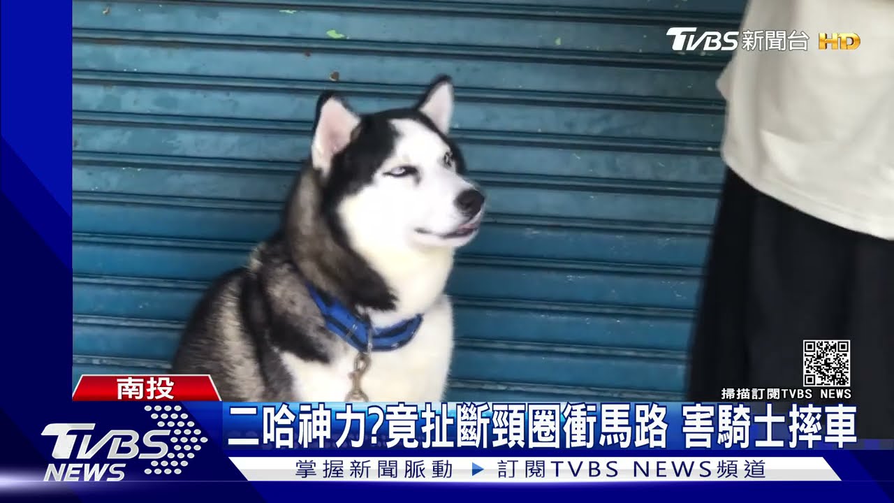 二哈神力？竟扯斷頸圈衝馬路　害騎士摔車