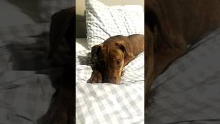 Video preview image #1 Mutt Puppy For Sale in Shelburne, VT, USA